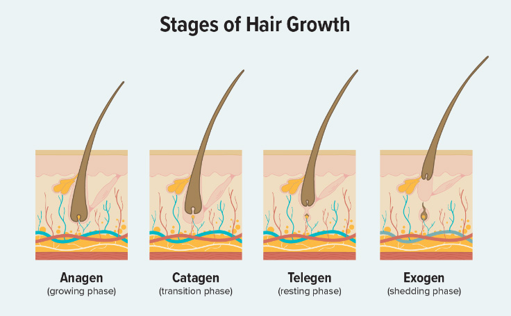 Diagram of Hair Growth Phases